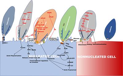 Potential Sabotage of Host Cell Physiology by Apicomplexan Parasites for Their Survival Benefits